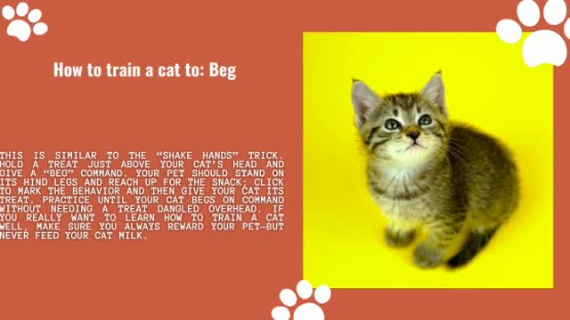 How to train cat to do 5 life changing things by bamon berse