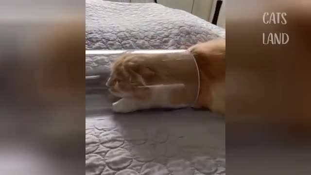 So Cute Cats ♥ Best Funny Cat Videos 2021 # 7