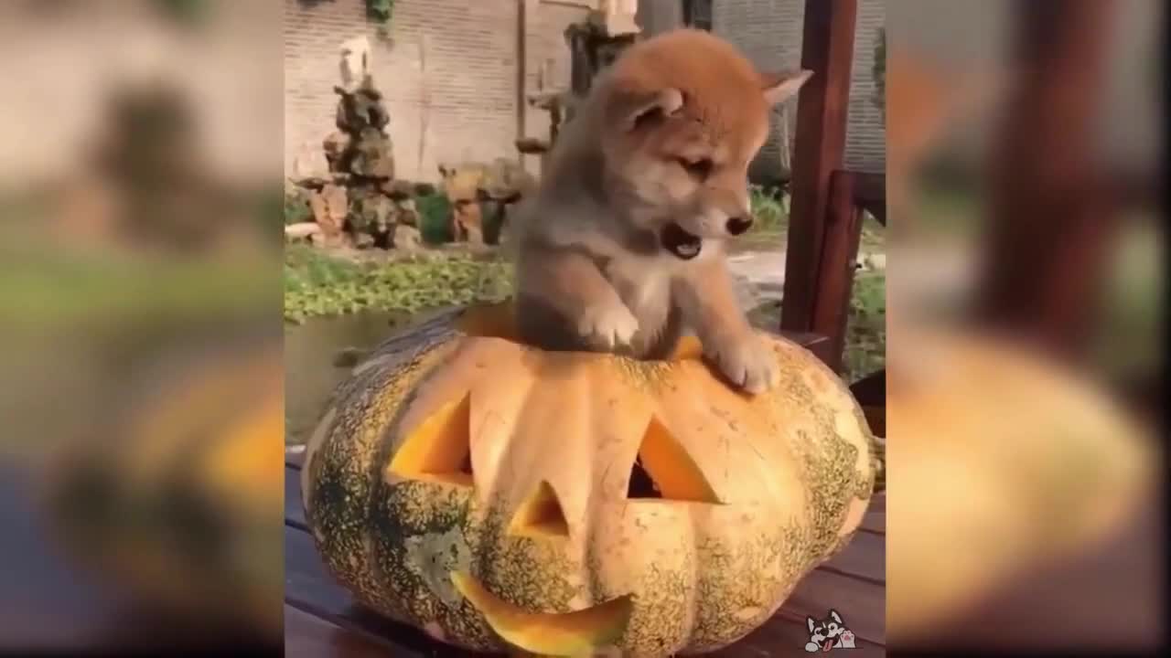 Beautiful and Funny Animals