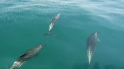 Dophines swimming in the sea