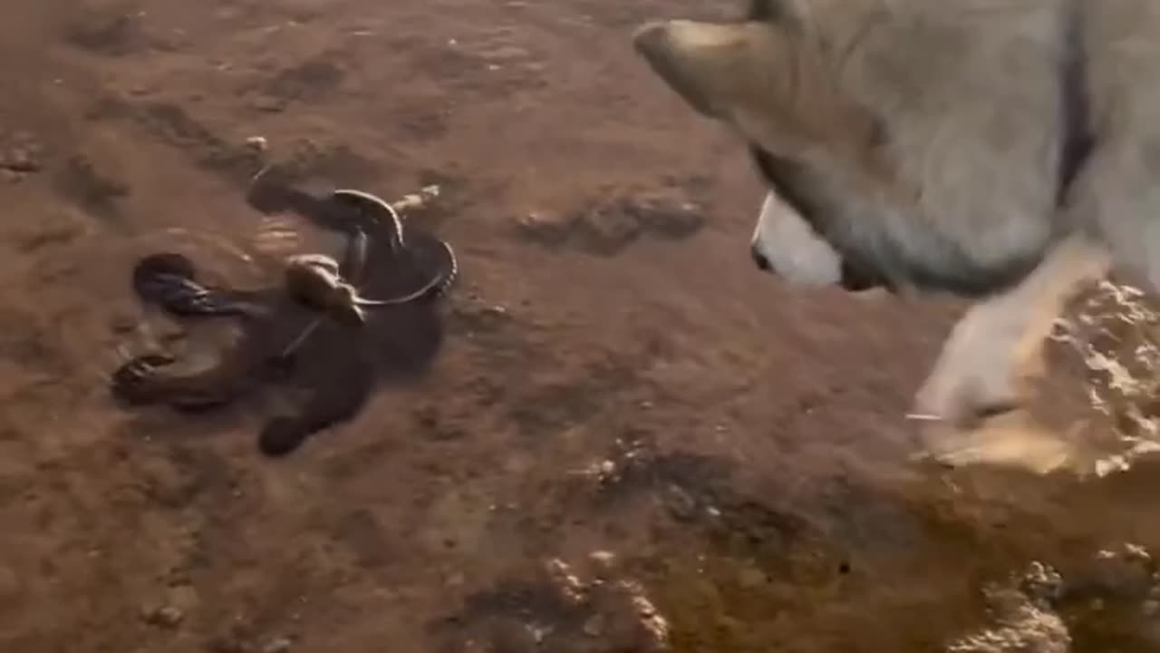 What’s dog looking, funny video 🤣