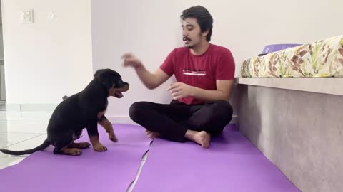 HOW TO TRAIN YOUR PUPPY FOR FOOD DISCIPLINE - 3 MONTHS OLD ROTTWEILER PUPPY TRAINING