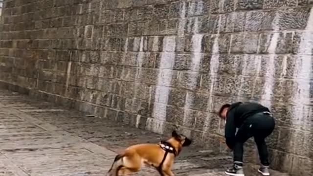 Dogs That Fly - Malinois & Alsatian Dogs Show Their Jumping Agility #Shorts