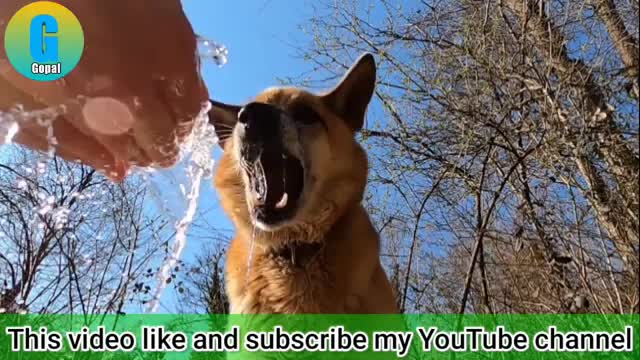 Super funny dog videos || Funny angry dog