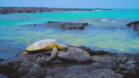 Relaxing, Soothing, Stress Relief with Sea Turtles