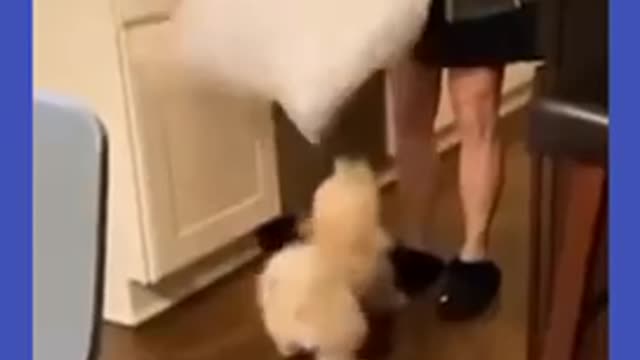fun animals