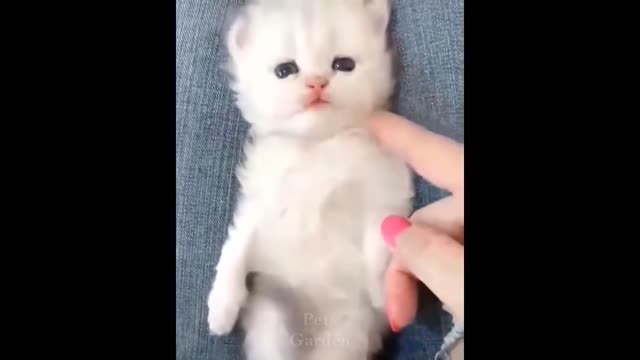 😹 Don't try to hold back Laughter 😹