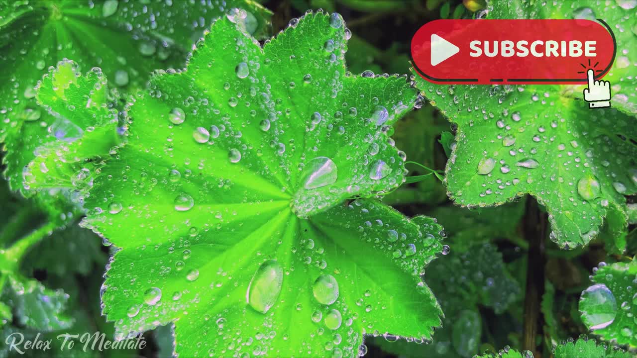 The Best Rain Sounds with Piano Music [ Sleep _ Study _ Read _ Spa _ Yoga _ Meditation ]