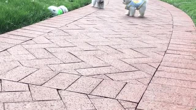Cute dog funny moment 2022 | dog very funny video| cute honny2022