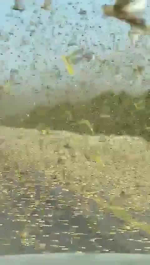 Massive swarms of locusts attack crops in Saudi Arabia