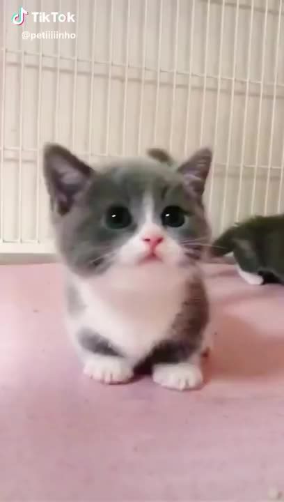 Watch the pets and their beauty 😍 😘