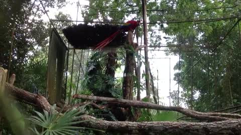 #BelizeZoo - #ScarletMacaw