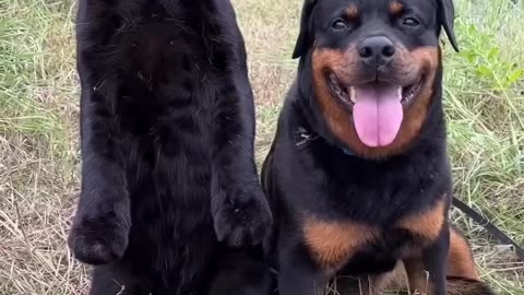 Leopard_bites_rottweiler(1080p)