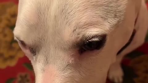 The dog's reaction is a bit violent