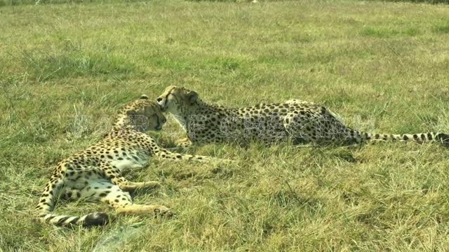 Cheetah Pair