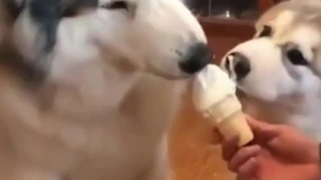 Cute puppies love ice cream