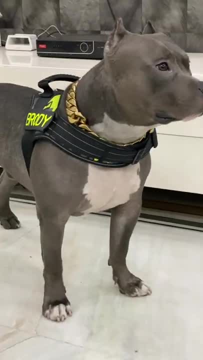 Funny dance of dogs with man