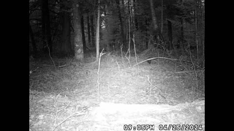 coyote pooping in the woods