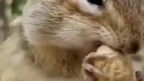 squirrel eating