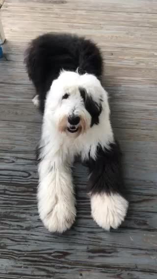 Sheepie enjoying the day