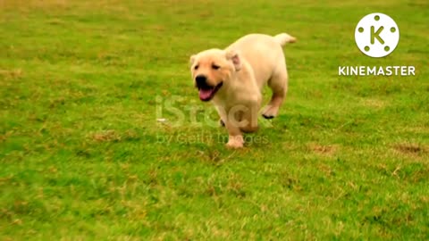 So happy 😊 dog 🐶