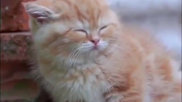 Baby Cats - Cute and Funny Cat Videos Compilation #34 | Aww Animals