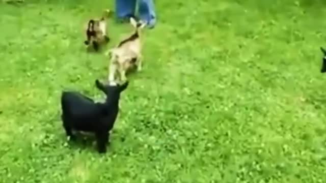 Jumping lambs