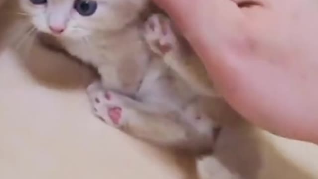 Cute cat