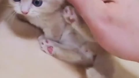 Cute cat