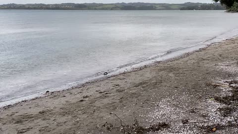 Cockle Bay Windy Day