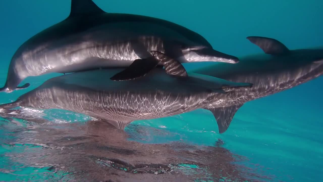 free dolphin flock in Red sea