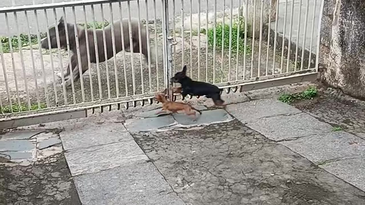 Tiny Dogs Chase Big Dog