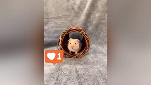 Hamster stories