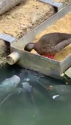 The duck gives food to the fish
