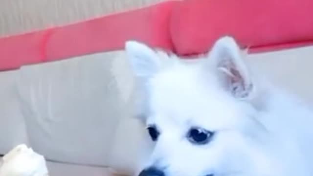 funny dog playing video