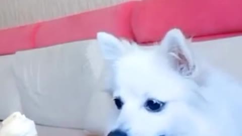 funny dog playing video