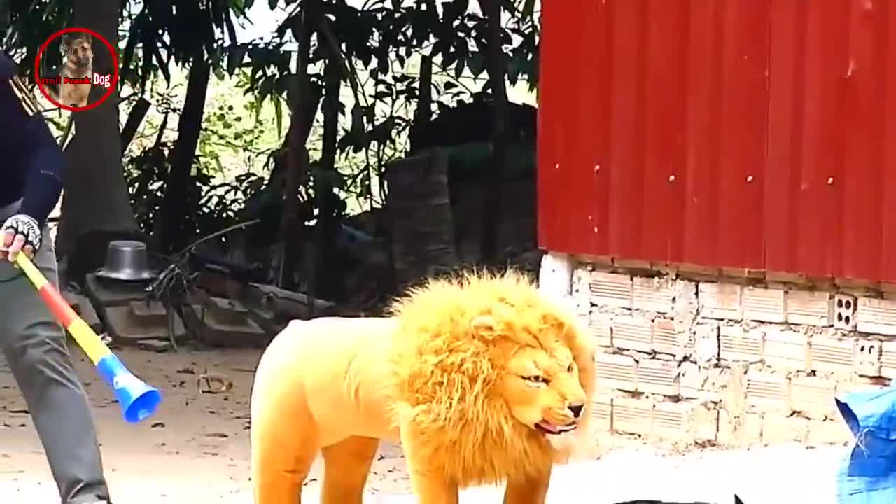 Troll Prank dog & fake Lion and Fake Tiger Prank To dog | Videos Troll 2022