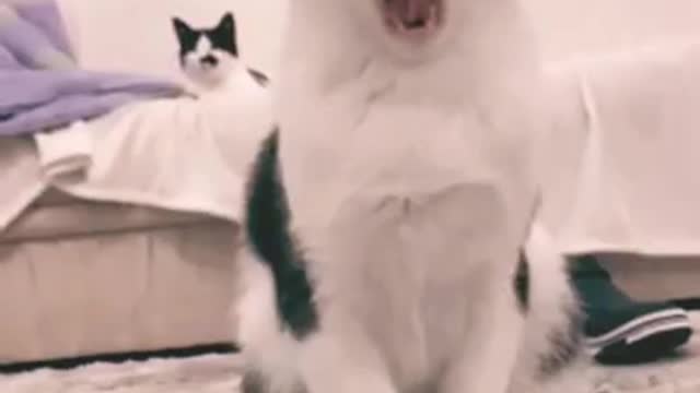 Funny cute cat video