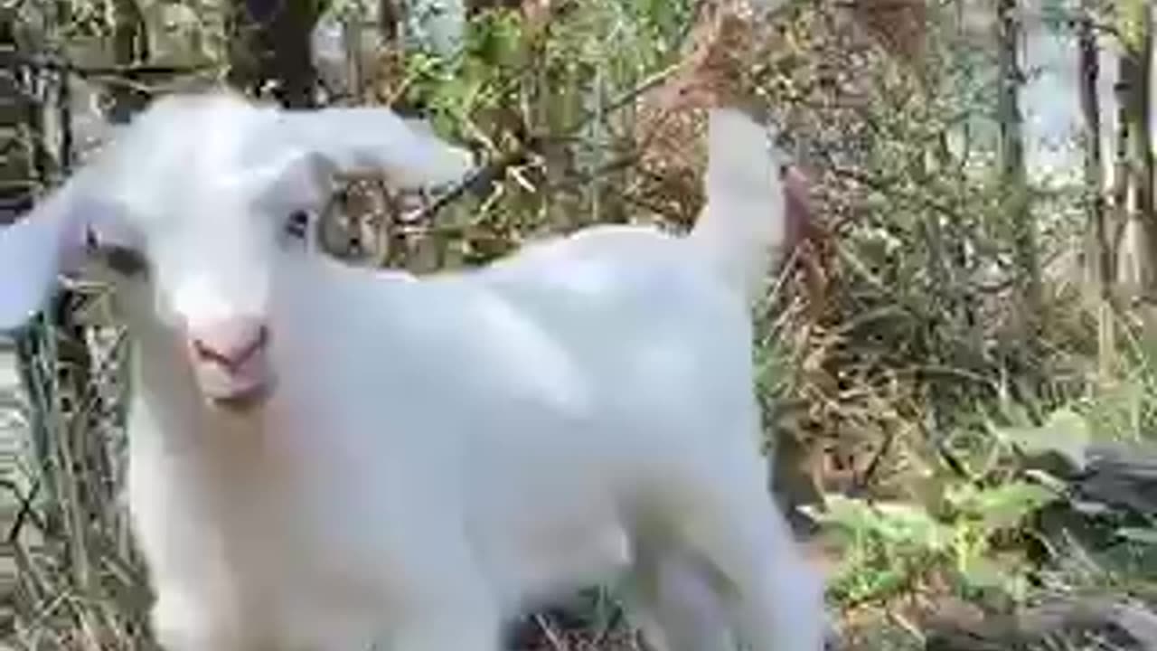 Amazing dogs & goat 🐐