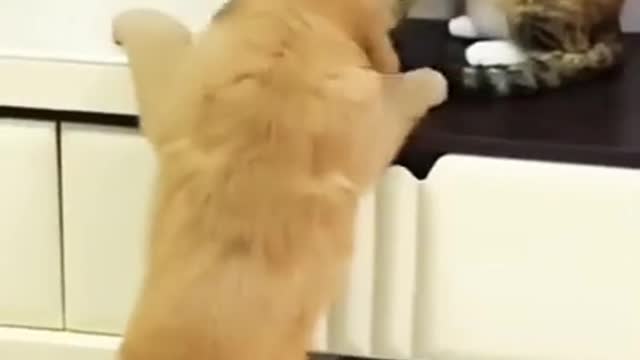 Cute Cat// and cute puppy// funny moments// # shorts