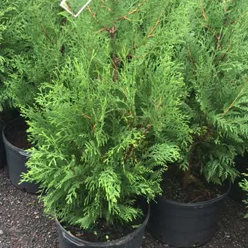 We stock a large number of arborvitae and have plenty of American Pillar Arborvitae