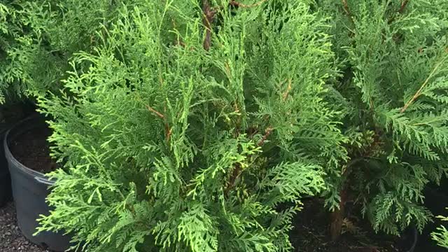 We stock a large number of arborvitae and have plenty of American Pillar Arborvitae