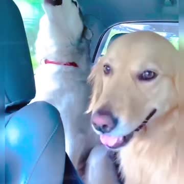 these two dogs do a chorus 😁😁😁😁