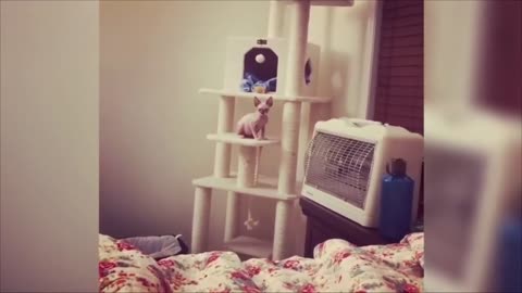 ❤️😻MOST Crazy & Funny Cats Fails Compilation Try Not To Laugh Cats Videos @FunnyAnimalshow