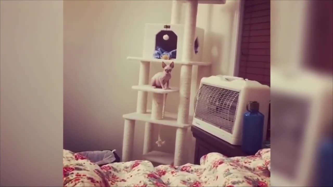 ❤️😻MOST Crazy & Funny Cats Fails Compilation Try Not To Laugh Cats Videos @FunnyAnimalshow