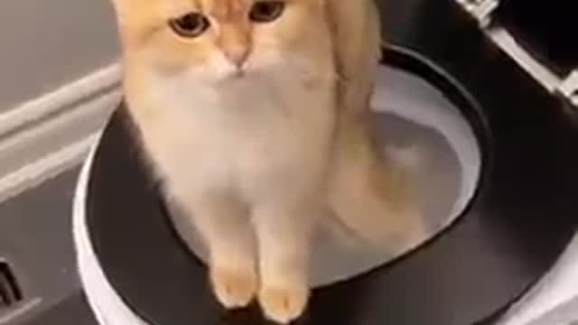 How to train cat to use toilet cat training in easy way