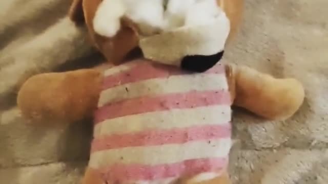 Dog Destroyed His Tedy Bear