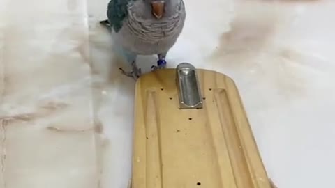 Funy birds