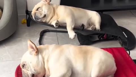 Funny dog vedio like vedio viral vedio/short vedio clip