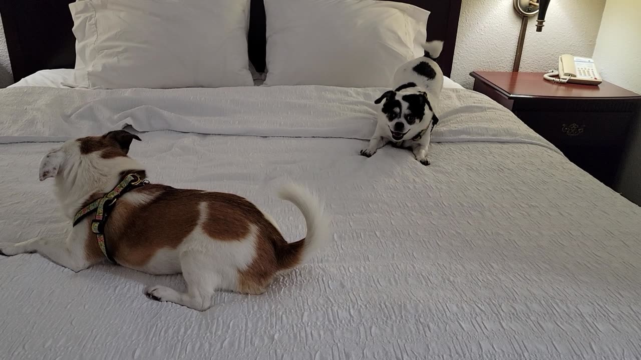 Dogs love hotel beds